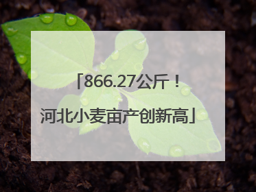 866.27公斤！河北小麦亩产创新高